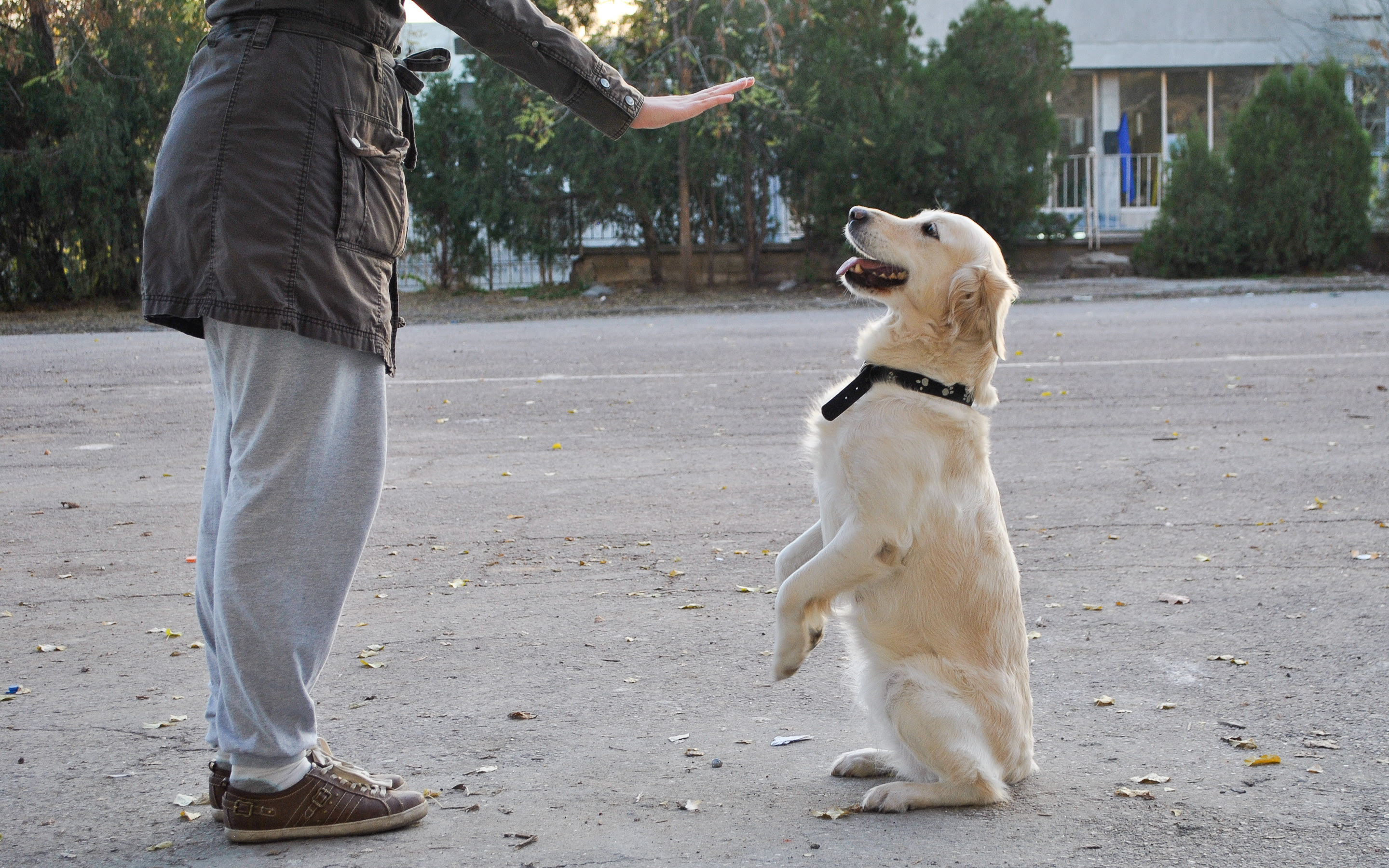 How to Become a Dog Trainer: 5 Steps - wikiHow