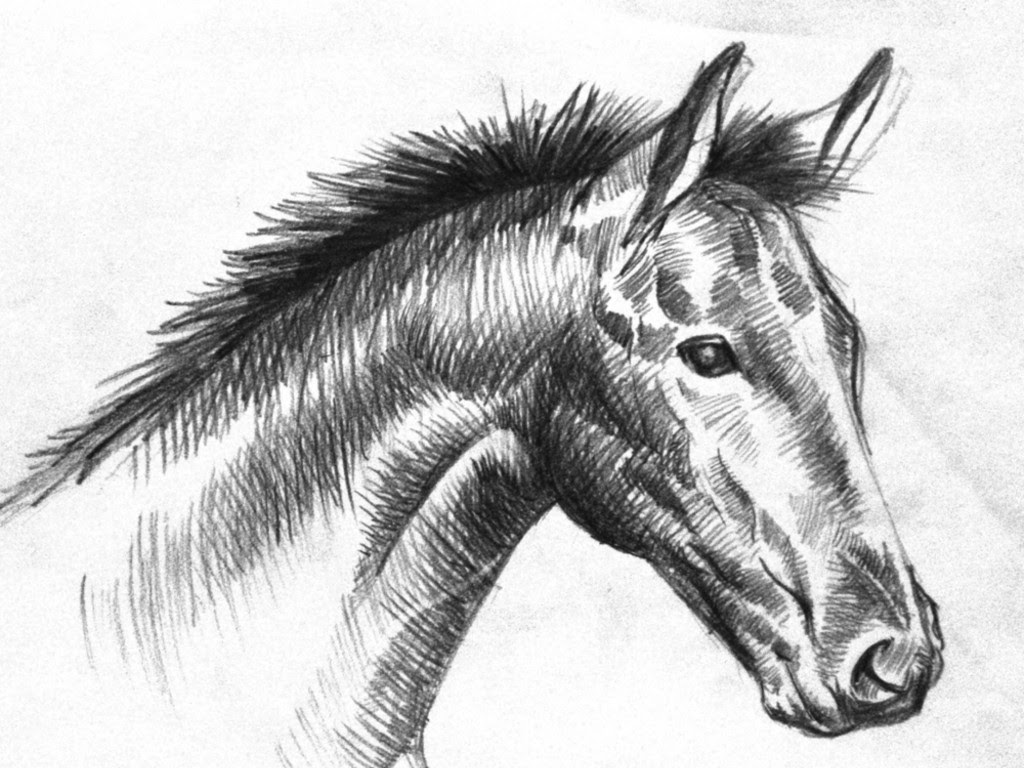 Free Black And White Drawing Download Free Clip Art Free Clip