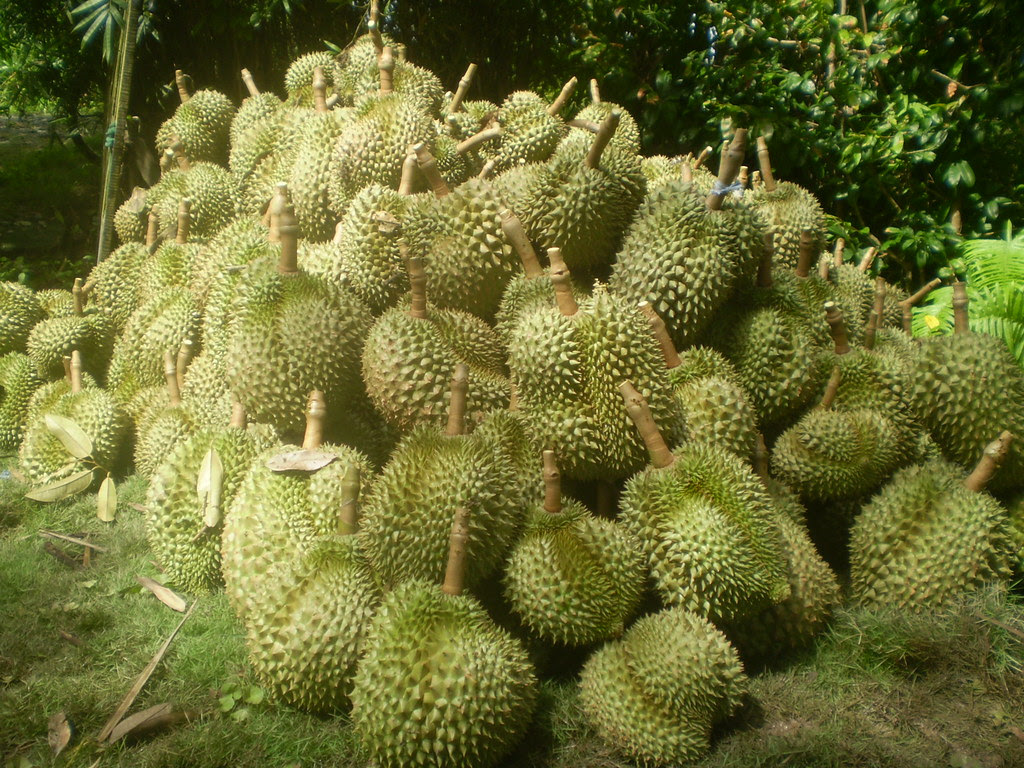 Trái Sầu riêng (Durian fruits) Durio zibethinus L Bombacaceae