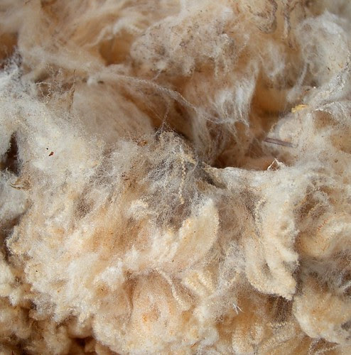 white fleece