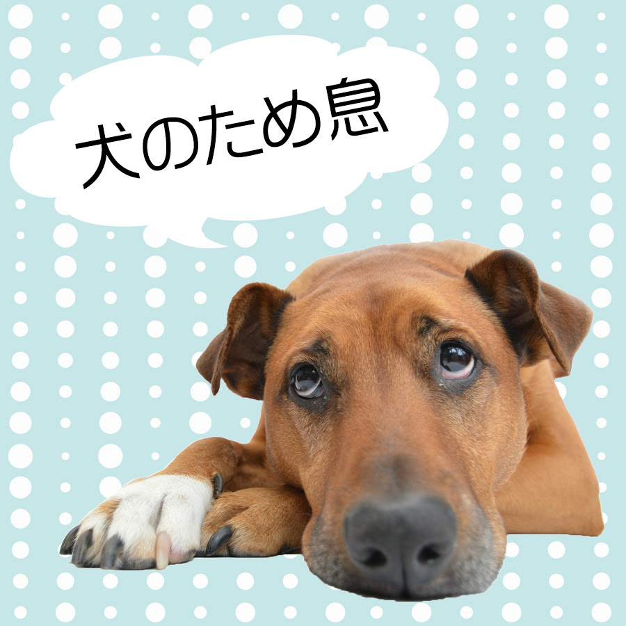 犬 口 なめる しつこい