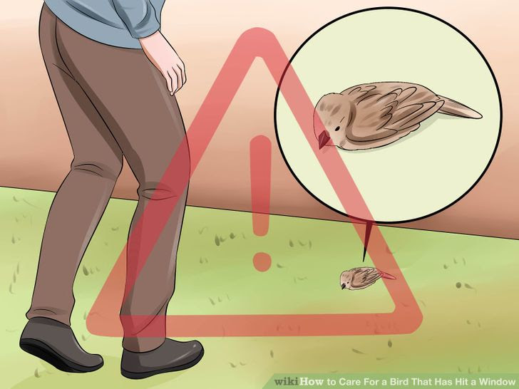 Care for a Bird That Has Hit a Window Step 1 Version 2.jpg