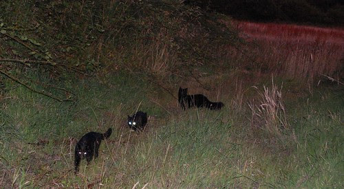 kittens hunting