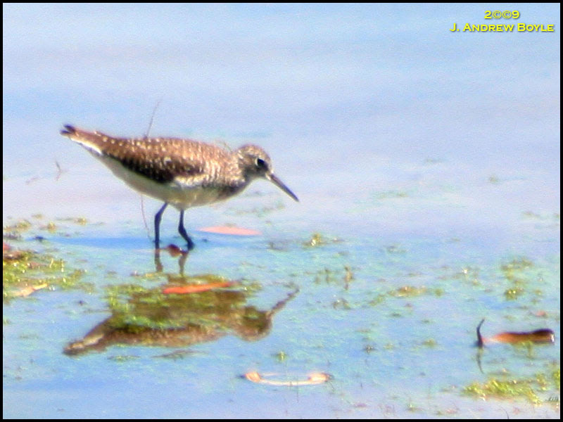 Solitary Sandpiper