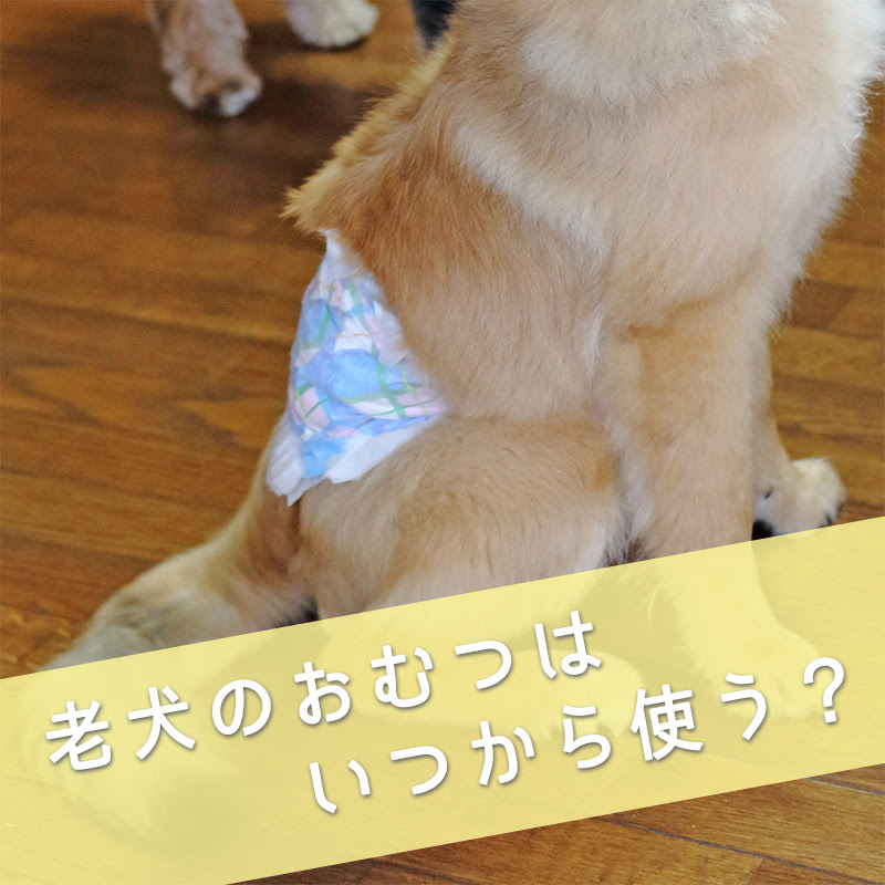 犬のおむつがずれてしまう ズレ防止グッズの紹介と履かせるときの注意点