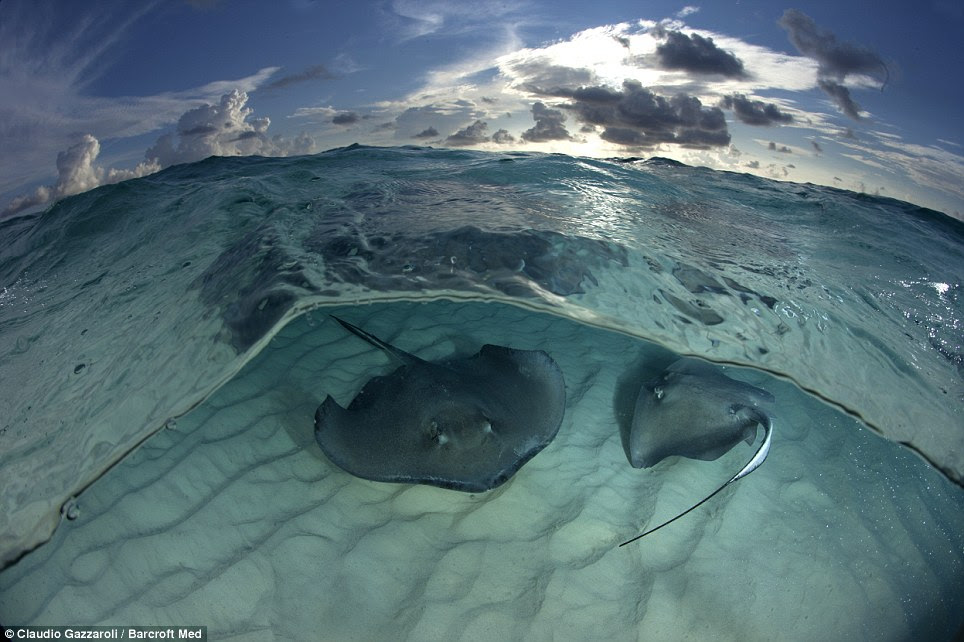 Fantastic scenes: The experience was described as 'amazing' by Mr Gazzaroli and he said the rays 'come very close to you and it is possible to touch them'
