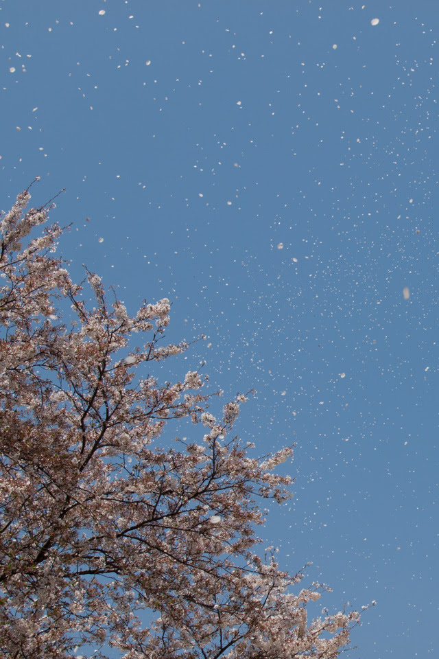 桜吹雪 スマートフォン無料壁紙 640 960 Iphone向け