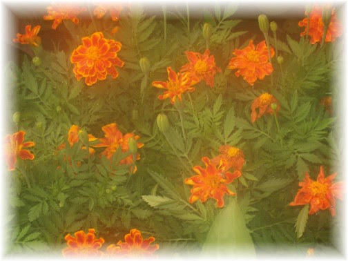 Brooksyne's flowers 7/25/11