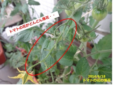 トマトの花がどんどん落ちる 今年はどうも駄目みたいだけど原因は あぐうのベランダ菜園で実験中