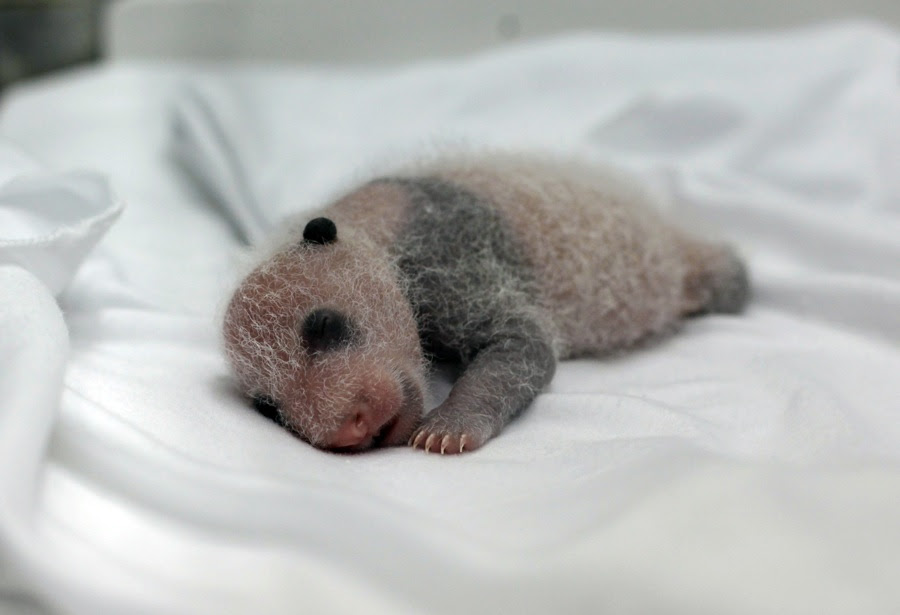 Video De La Naissance De Triples Pandas En Chine