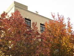 Fall Leaves Next to Virgina Mason