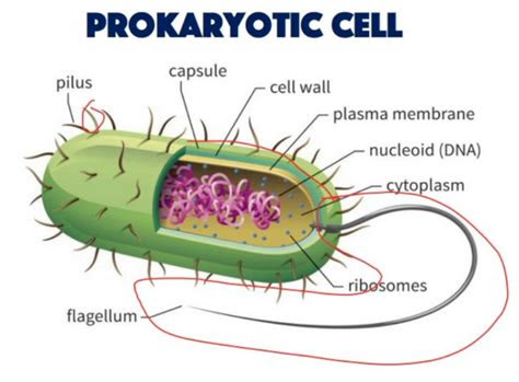 difference  prokaryotic  eukaryotic cells