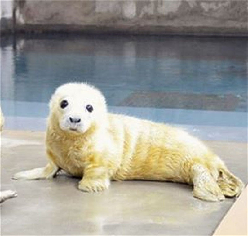 世界の動物園 かわいい動物の写真を公開 新華網日本語