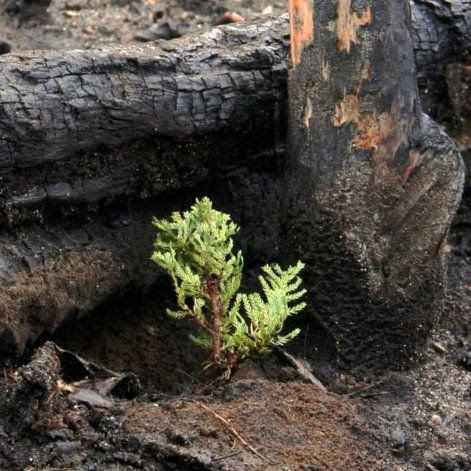 Plantarán 500 árboles en zona de bosques quemados