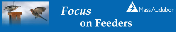 Mass audubon's Focus on Feeders
