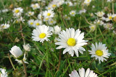 Surrey Spring Flowers #5