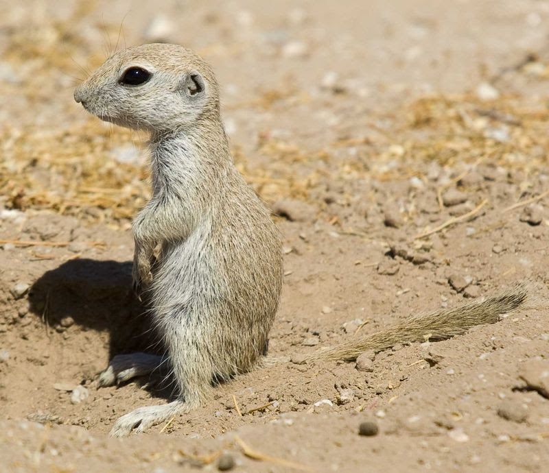 1st Response Wildlife Customers Sometimes Find RoundTailed Ground Squirrels to be a Nuisance 