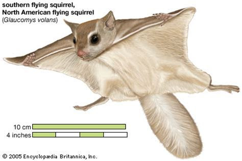 Flying squirrel   rodent   Britannica.com
