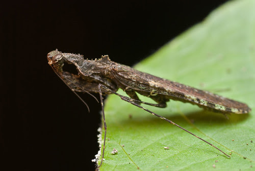 Haania sp. DSC_7883 web