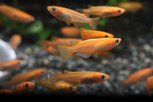 改良品種メダカ 人気ランキング 熱帯魚 アクアリウム情報マガジン