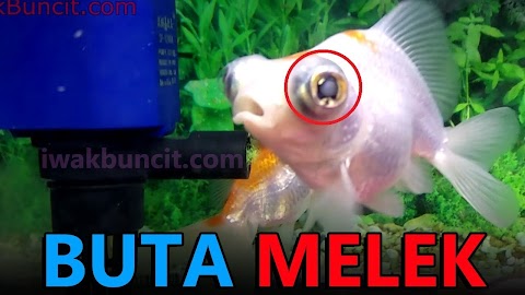 kenapa ikan mati tak tutup mata