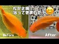 金魚 松かさ病 初期 326723-金魚 松かさ病 初期