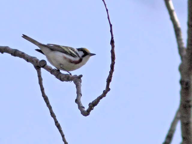 Chestnut-sided Warbler 20130507