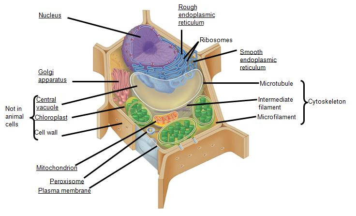 Torresbioclan Prokaryotes And Eukaryotes
