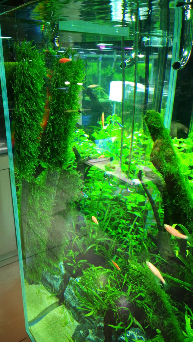 魚缸有水草對魚的好處 每日頭條