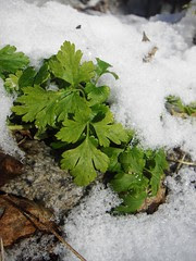 parsley in the snow