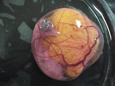 卵を食べるということは 鶏の生理を食べるということ 女性は卵巣 男性は前立腺のトラブルに タマゴ たまご ベジ漫画natsumiのビーガン日和