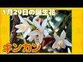 [最も好ましい] 1月29日 誕生花 141123-1月29日 誕生花 色