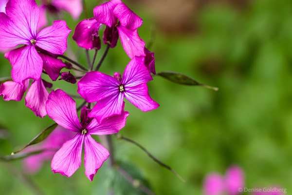 small flowers in pink, at certain angles showing the look of a butterfly
