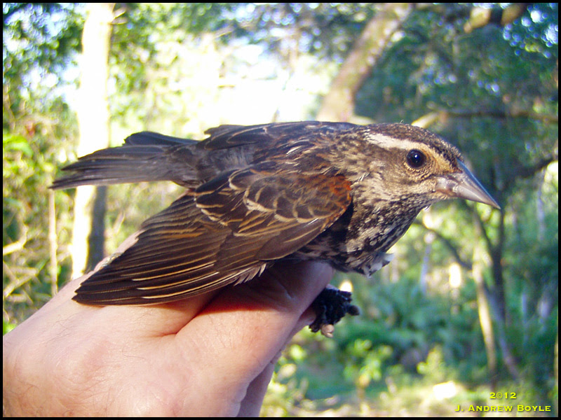Red-winged Blackbird