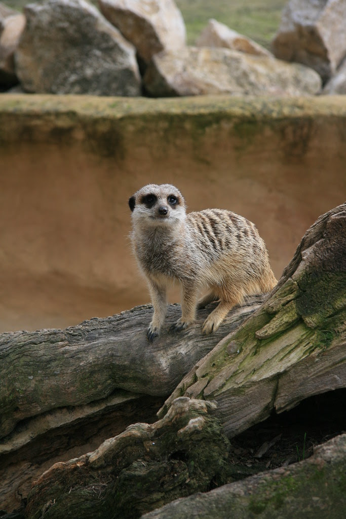 Meerkat