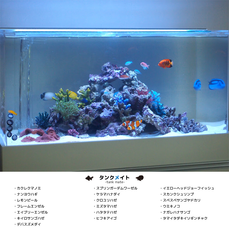 海水魚 熱帯魚 水槽 レンタル アクアリウム レンタル セブン Ar 7