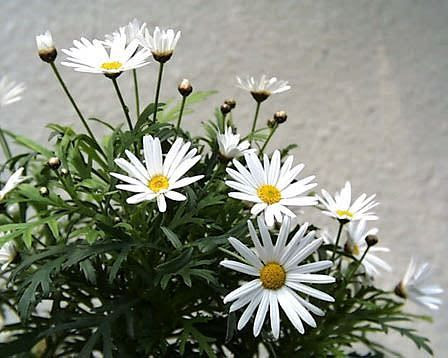 3月5日 誕生花 マーガレット 花ことば 心に秘めた愛 今日の花と花言葉 花屋ｈａｎａｃｏの花ブログ