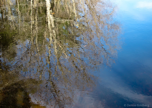reflection of a tree in rippled water