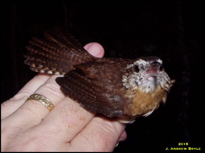 Carolina Wren