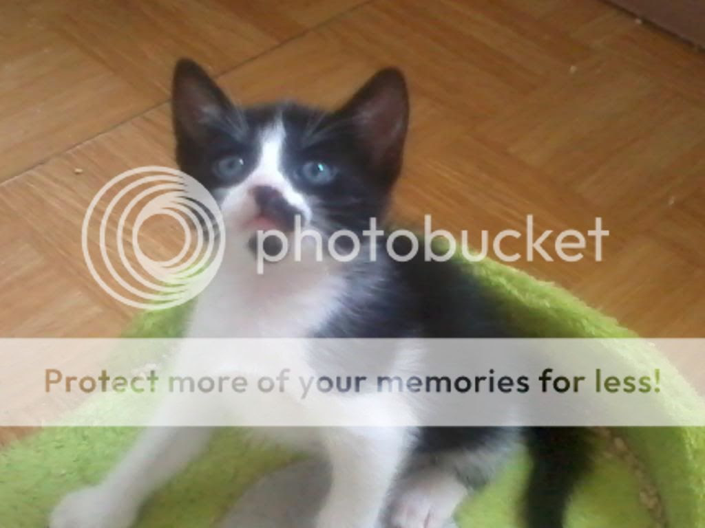 Gatos Prot felina 4 photo 2013-04-12192449_zps9fbd2386.jpg