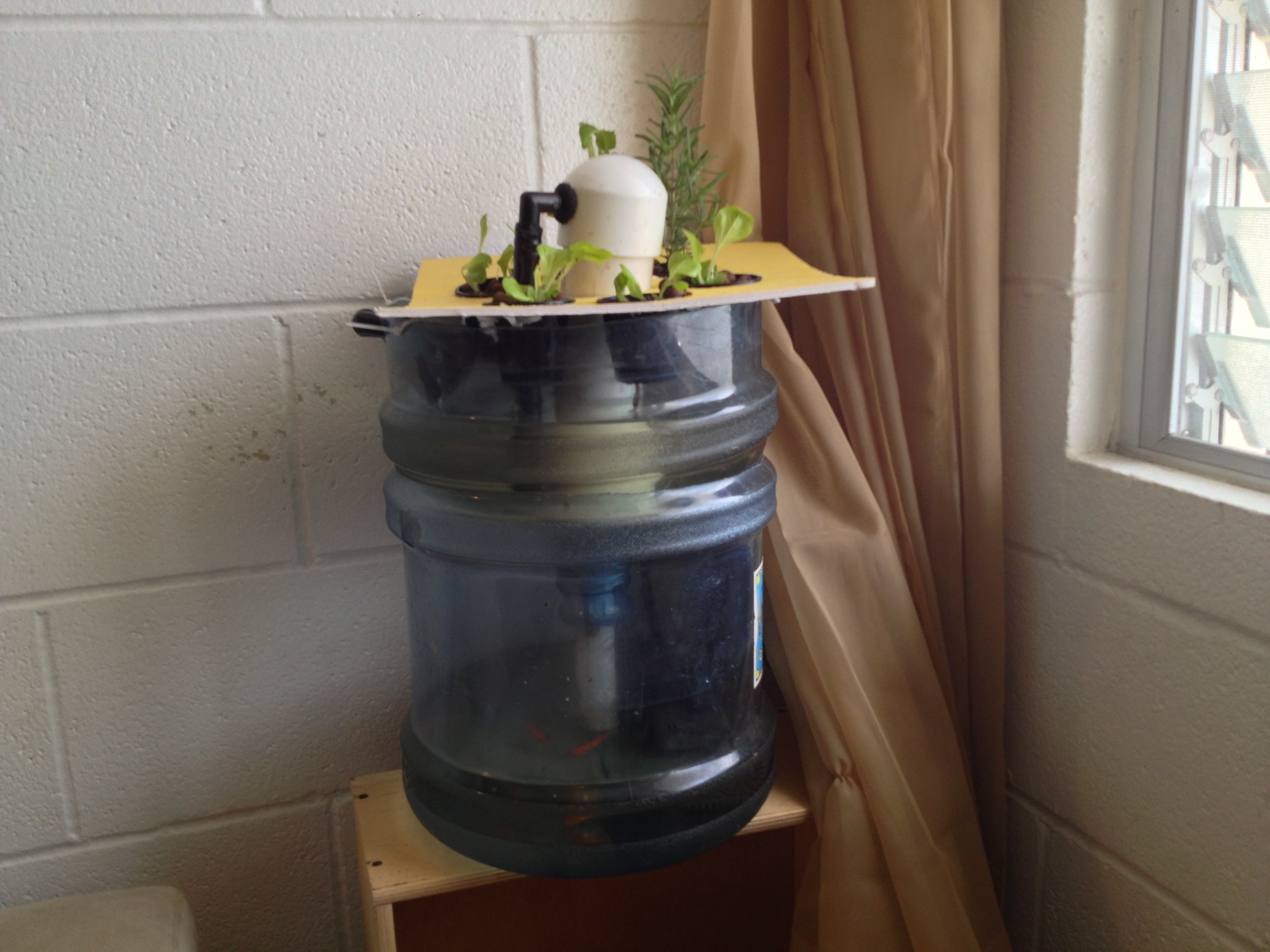 aquaponics bell siphon tampa barrel ponic setup indoor aquaponics ...