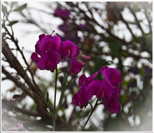 PurpleLillies