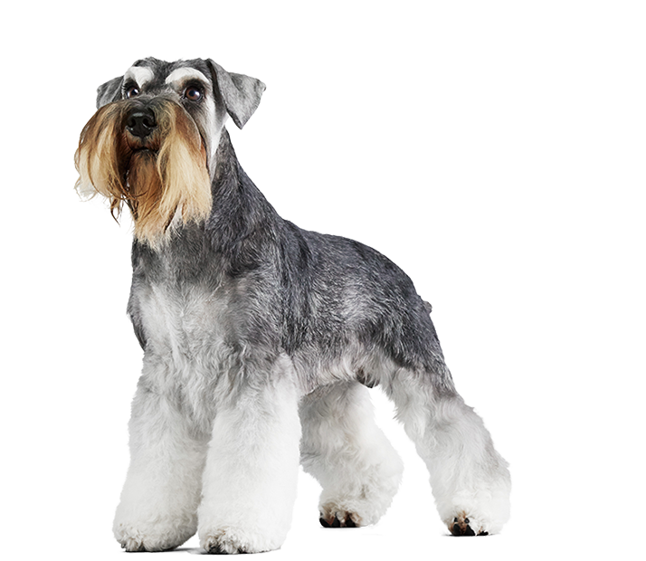 ミニチュアシュナウザー 犬種別に選ぶ 高品質 高機能 ドッグフード プロマネージ