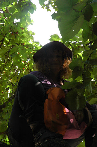 up a mulberry tree by Dru Marland