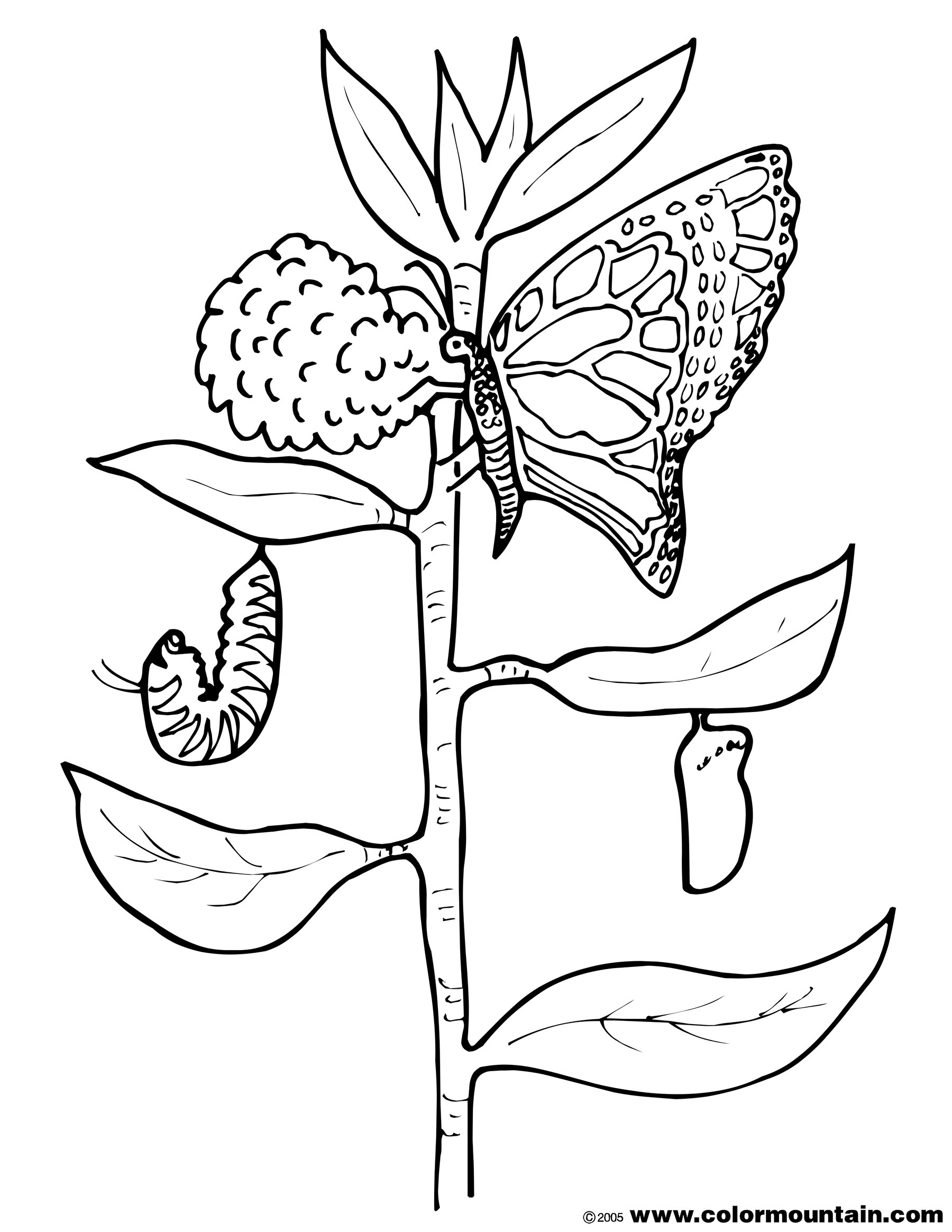 Butterfly Cocoon Drawing at GetDrawings | Free download