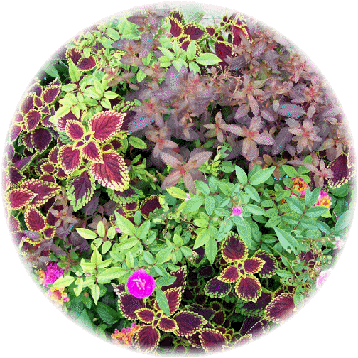 Olbrich Botanical Gardens 8/9/12