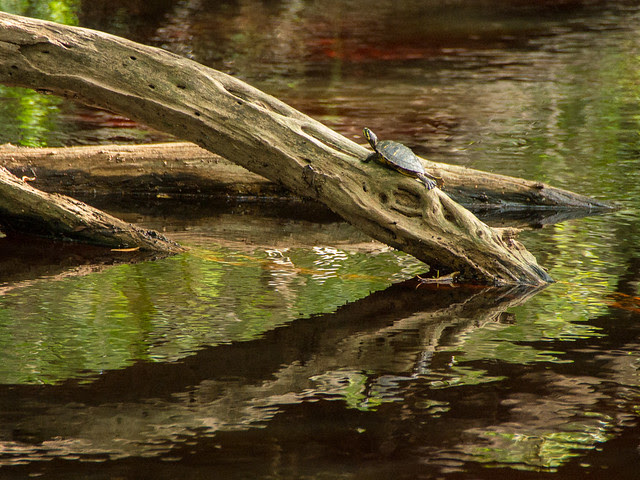 turtle