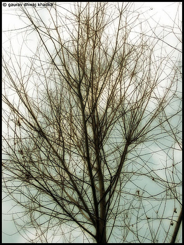 Leafless II by Gaurav Dhwaj Khadka