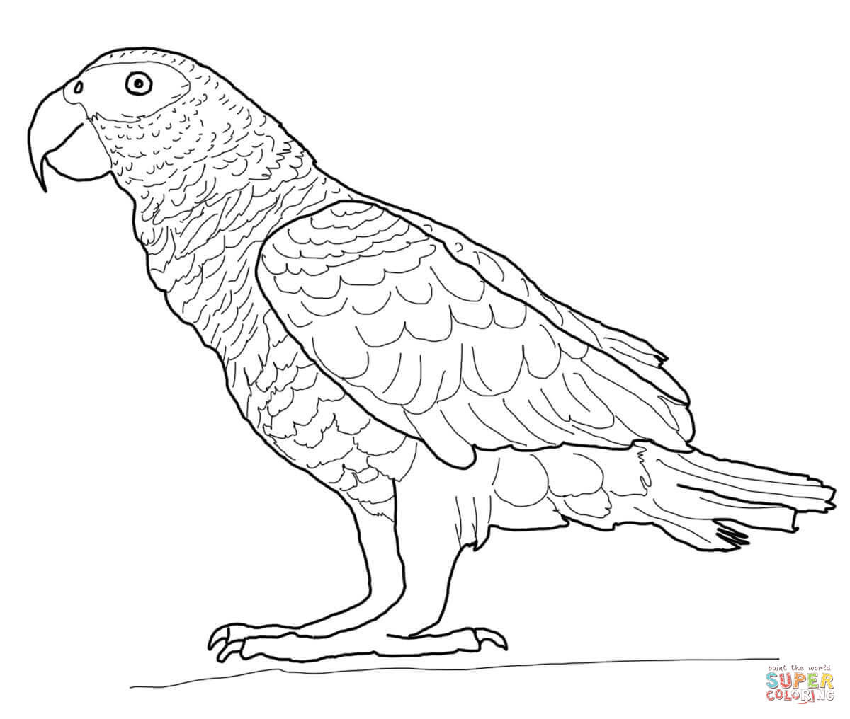 African Gray Parrot