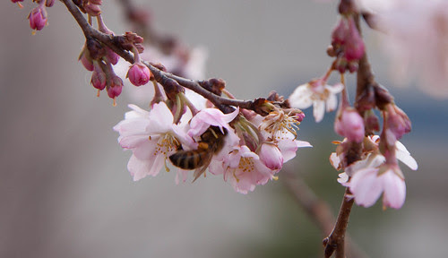 Cherry Blossoms on February 1